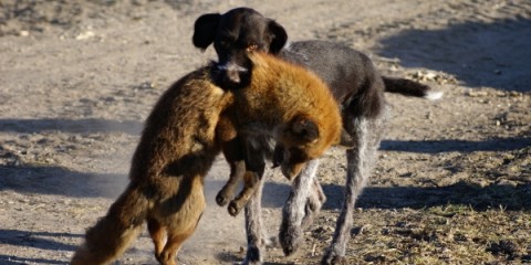 ruhåret hønsehund