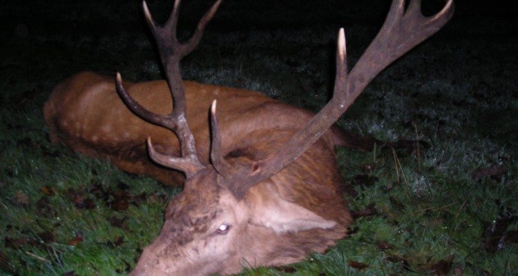 Kronhjort Nordirland