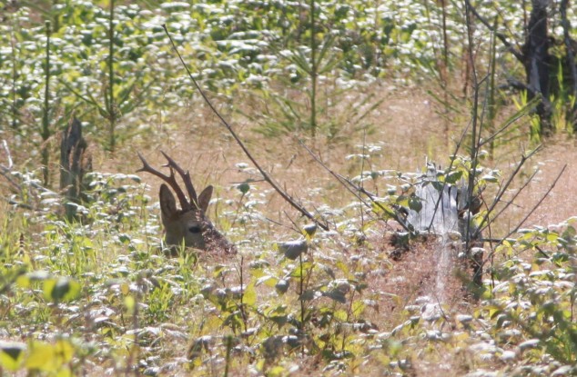 Bukkejagt i Sverige august