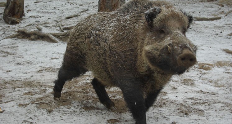vildsvin
