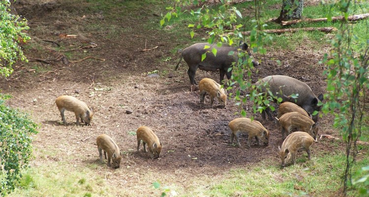 vildsvine familie foto janet morrell