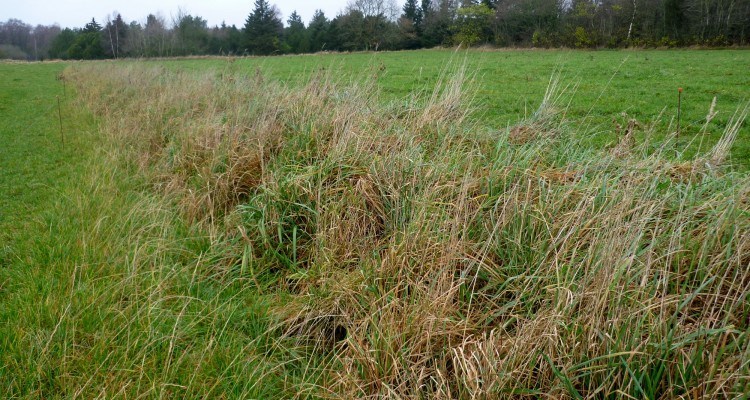 Vildtstribe på marken som ikke er sammenhængende med læhegnene