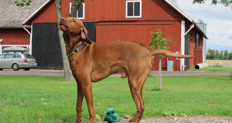 vizsla jagthund