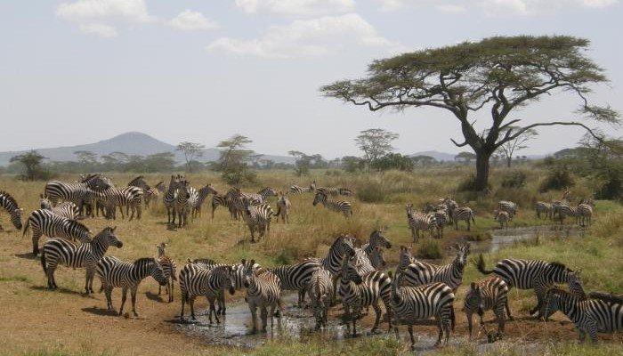 zebra sydarfika